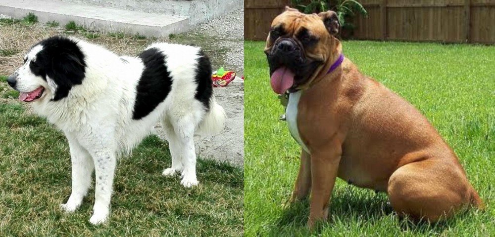 Valley Bulldog vs Ciobanesc de Bucovina - Breed Comparison