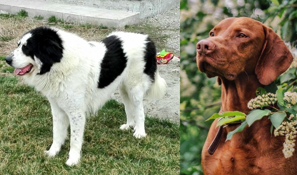 Vizsla vs Ciobanesc de Bucovina - Breed Comparison