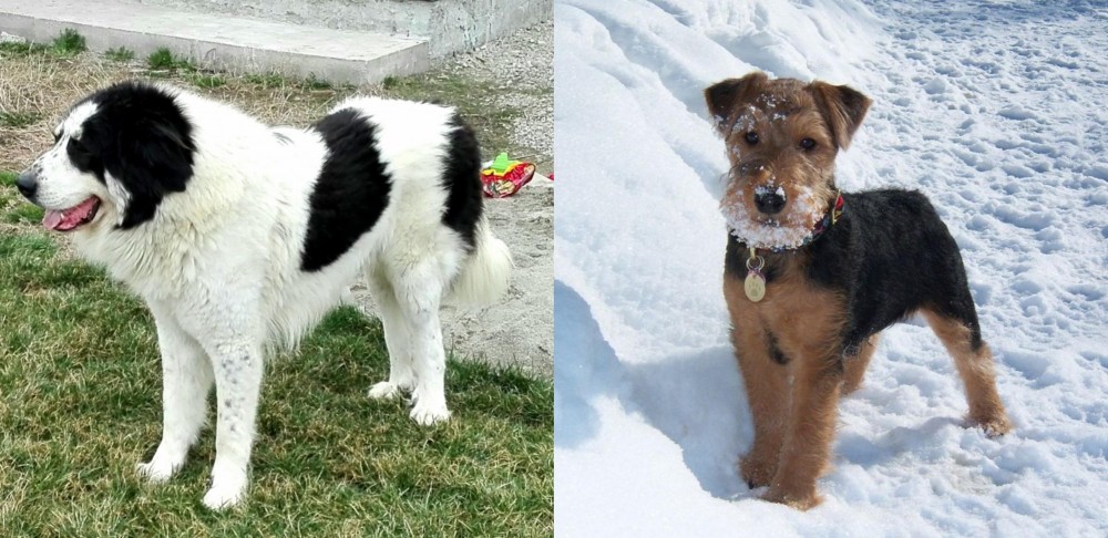 Welsh Terrier vs Ciobanesc de Bucovina - Breed Comparison