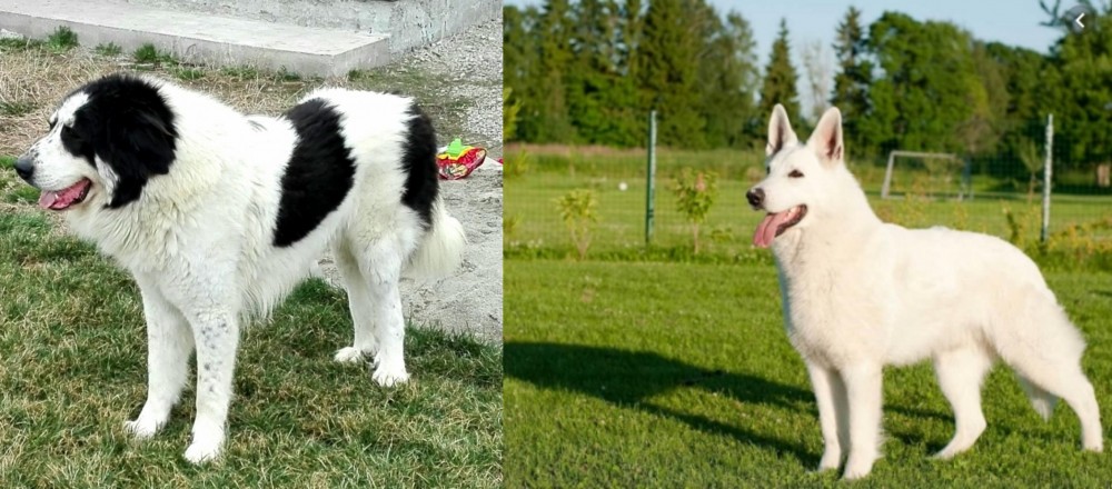 White Shepherd vs Ciobanesc de Bucovina - Breed Comparison