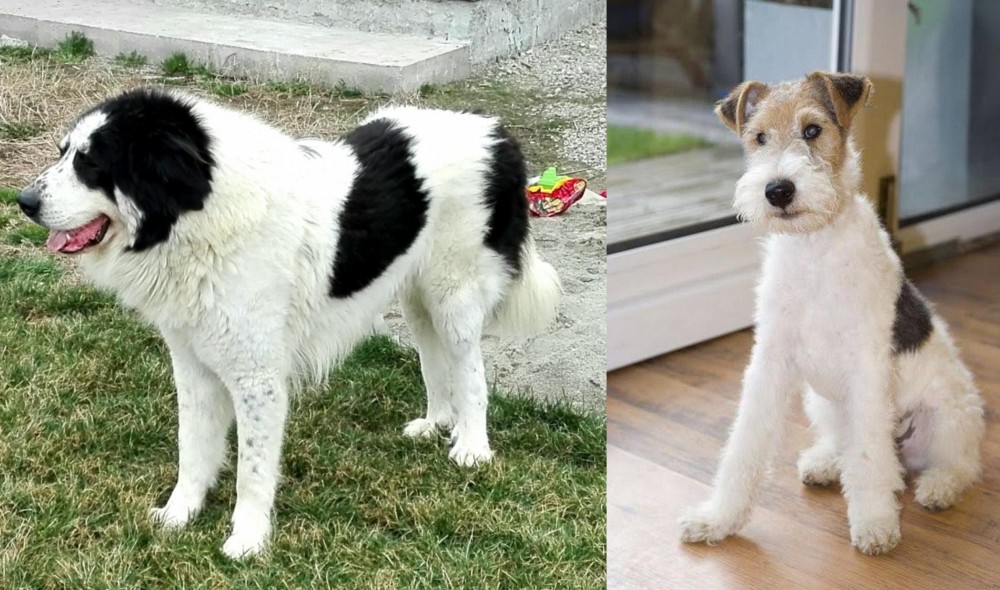 Wire Fox Terrier vs Ciobanesc de Bucovina - Breed Comparison