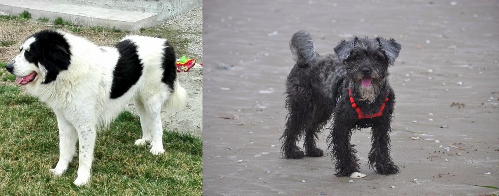 YorkiePoo vs Ciobanesc de Bucovina - Breed Comparison