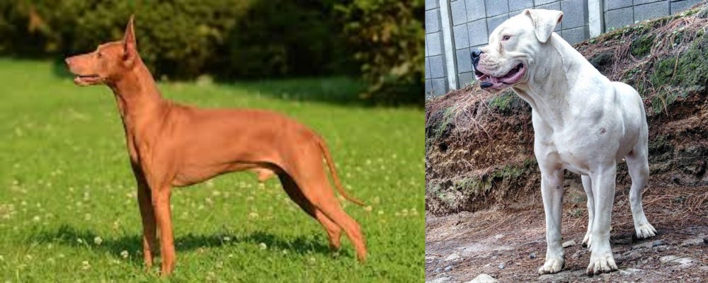Dogo Guatemalteco vs Cirneco dell'Etna - Breed Comparison