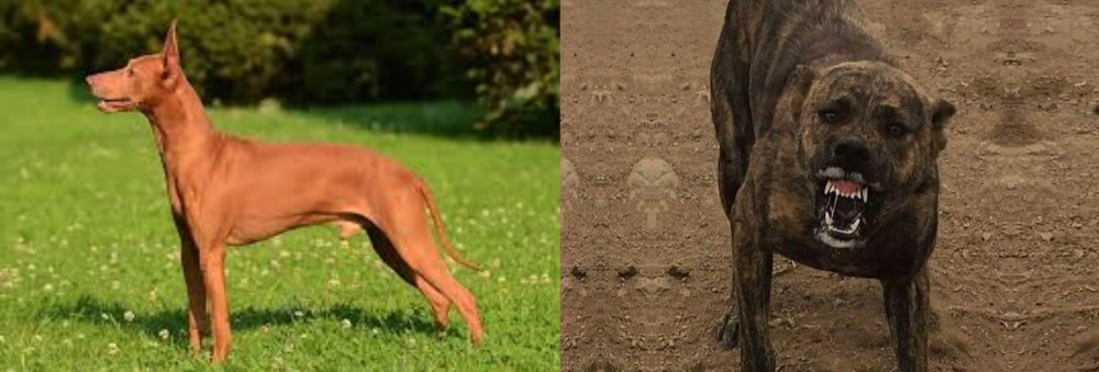 Dogo Sardesco vs Cirneco dell'Etna - Breed Comparison