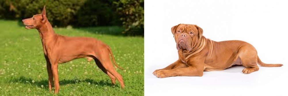 Dogue De Bordeaux vs Cirneco dell'Etna - Breed Comparison