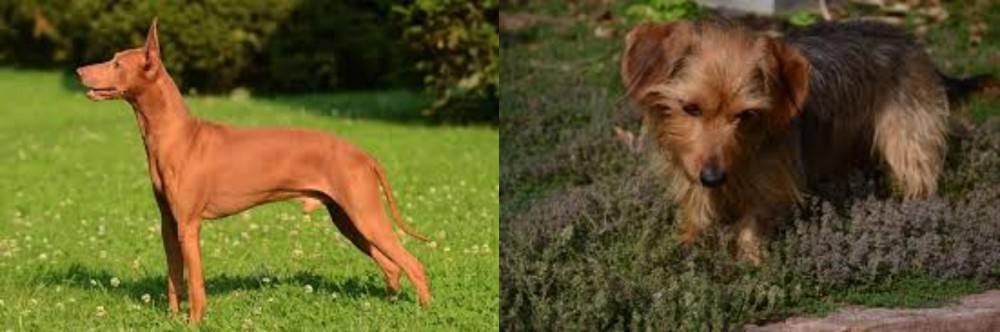 Dorkie vs Cirneco dell'Etna - Breed Comparison