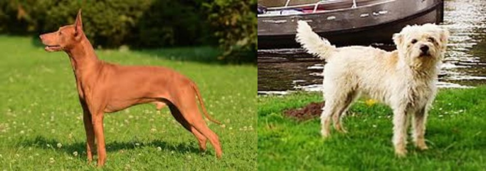 Dutch Smoushond vs Cirneco dell'Etna - Breed Comparison