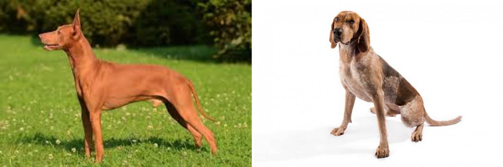 English Coonhound vs Cirneco dell'Etna - Breed Comparison
