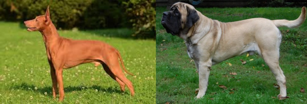 English Mastiff vs Cirneco dell'Etna - Breed Comparison