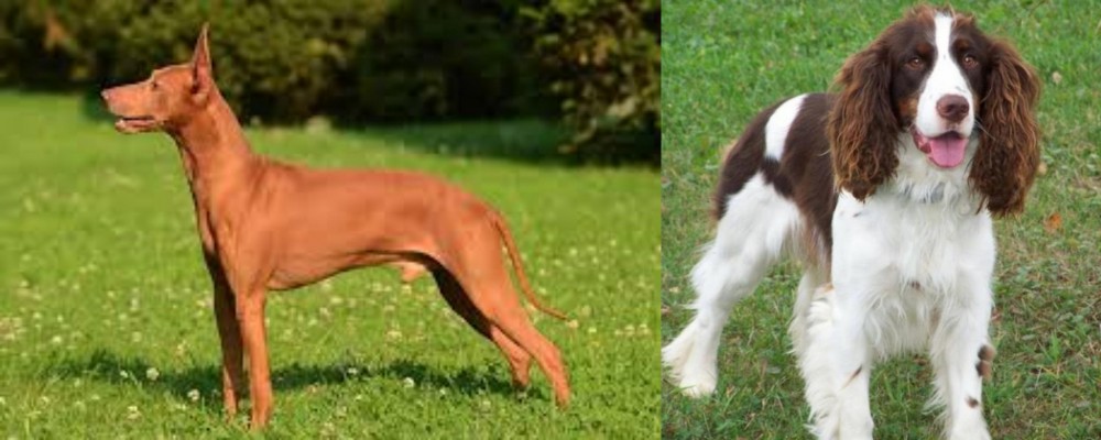 English Springer Spaniel vs Cirneco dell'Etna - Breed Comparison