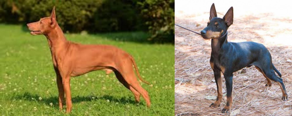 English Toy Terrier (Black & Tan) vs Cirneco dell'Etna - Breed Comparison