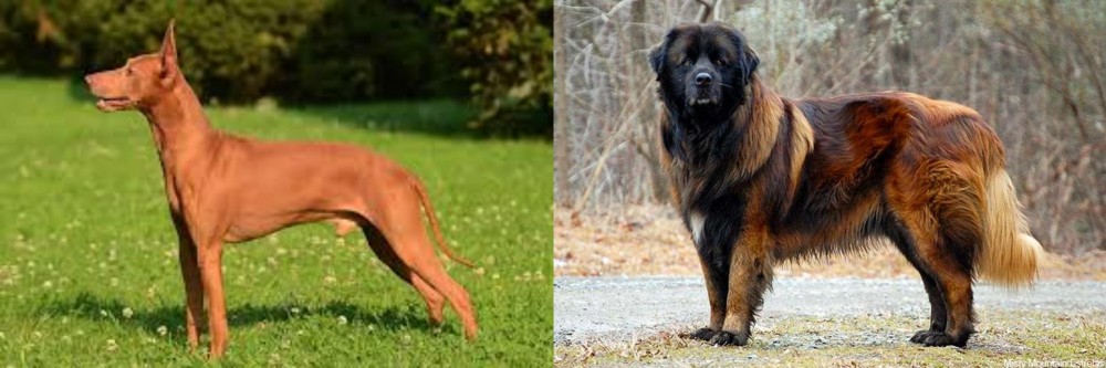 Estrela Mountain Dog vs Cirneco dell'Etna - Breed Comparison
