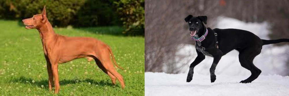 Eurohound vs Cirneco dell'Etna - Breed Comparison