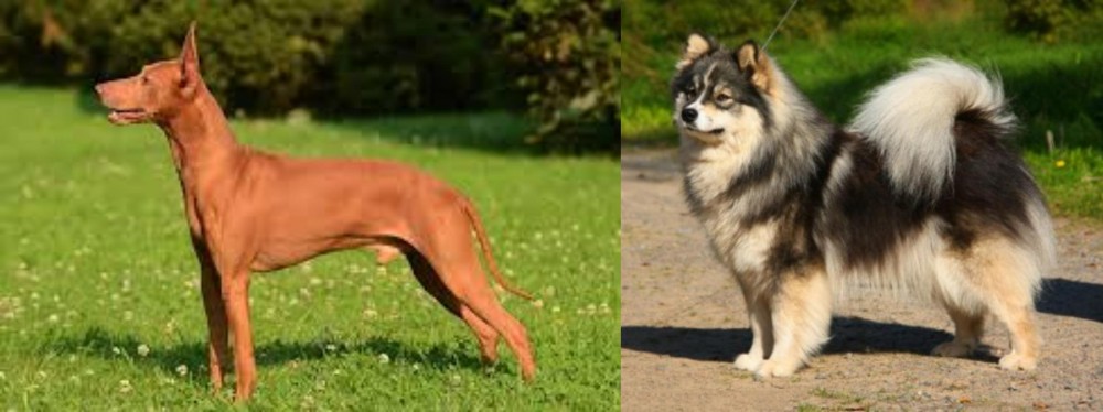 Finnish Lapphund vs Cirneco dell'Etna - Breed Comparison