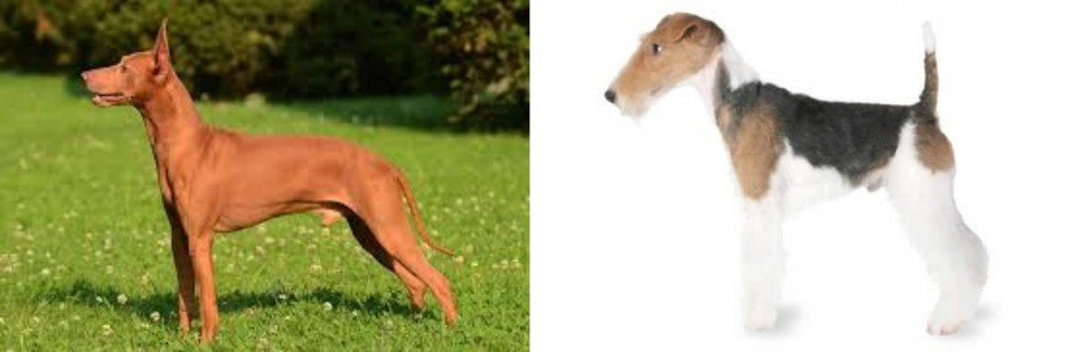 Fox Terrier vs Cirneco dell'Etna - Breed Comparison