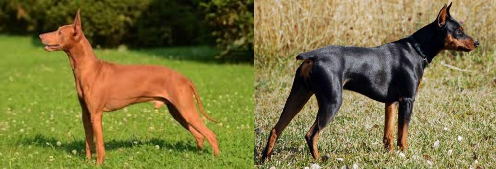 German Pinscher vs Cirneco dell'Etna - Breed Comparison