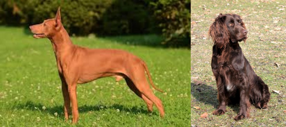 German Spaniel vs Cirneco dell'Etna - Breed Comparison