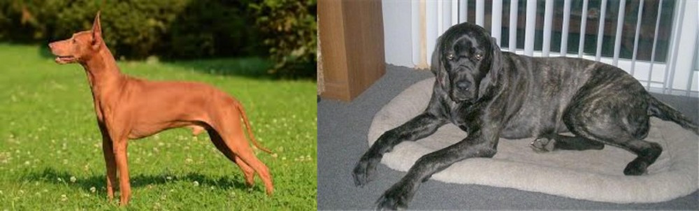 Giant Maso Mastiff vs Cirneco dell'Etna - Breed Comparison