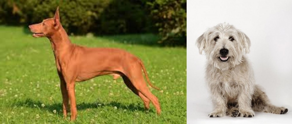 Glen of Imaal Terrier vs Cirneco dell'Etna - Breed Comparison