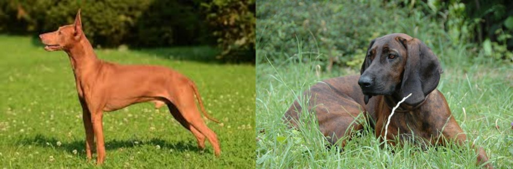 Hanover Hound vs Cirneco dell'Etna - Breed Comparison