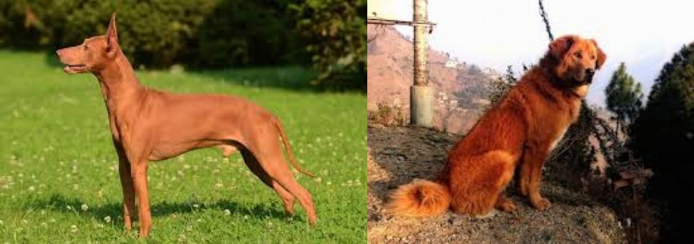 Himalayan Sheepdog vs Cirneco dell'Etna - Breed Comparison