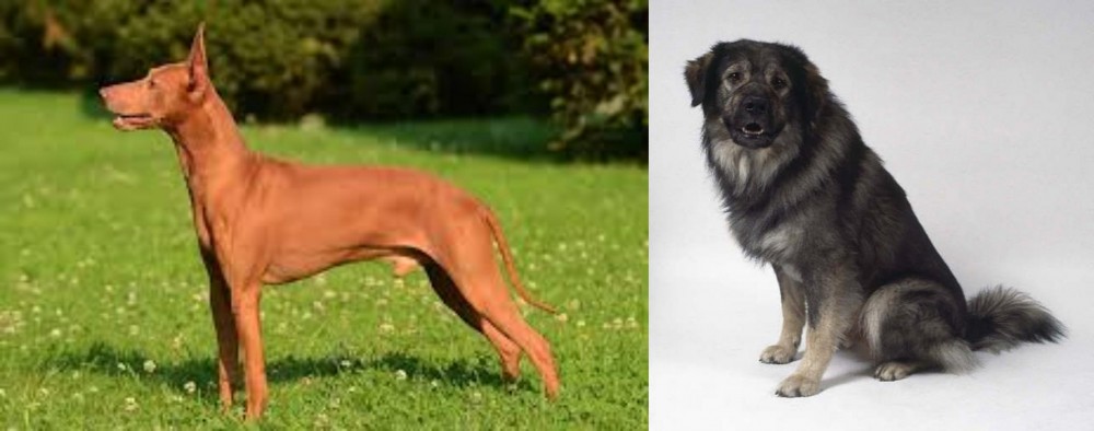Istrian Sheepdog vs Cirneco dell'Etna - Breed Comparison