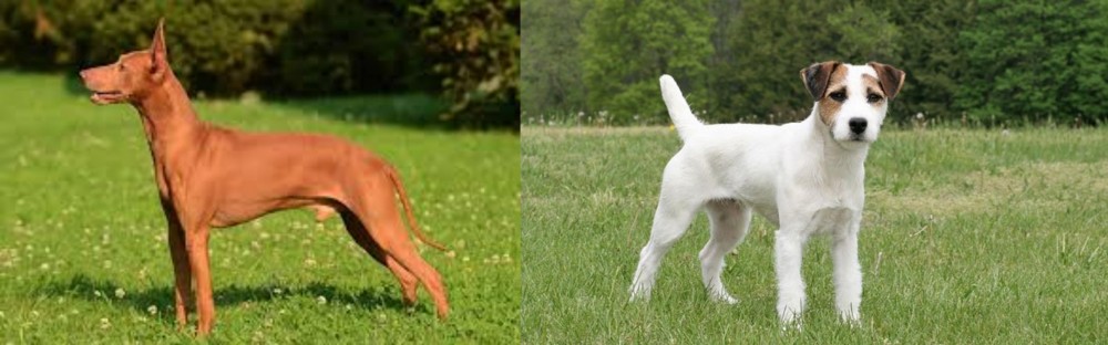 Jack Russell Terrier vs Cirneco dell'Etna - Breed Comparison