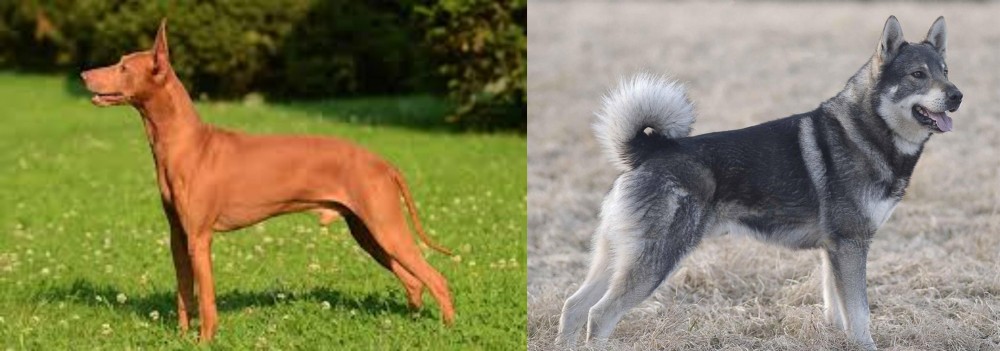 Jamthund vs Cirneco dell'Etna - Breed Comparison