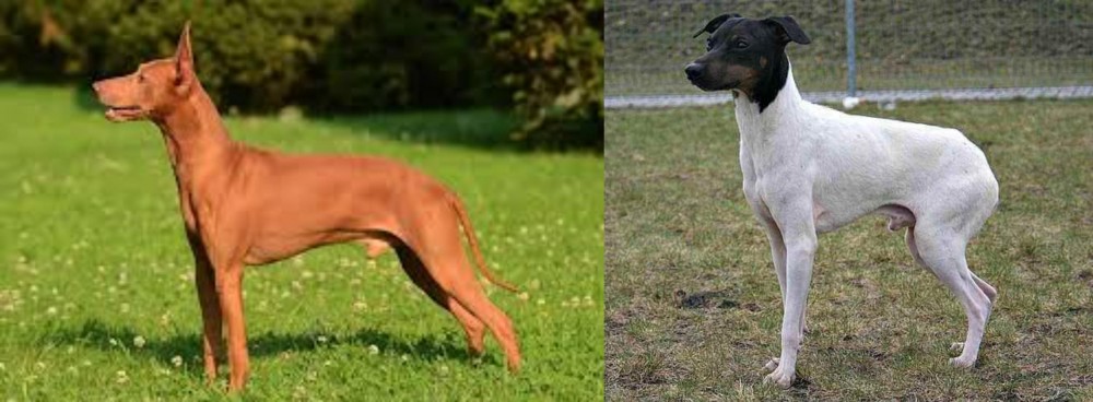 Japanese Terrier vs Cirneco dell'Etna - Breed Comparison