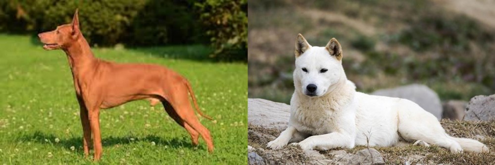 Jindo vs Cirneco dell'Etna - Breed Comparison