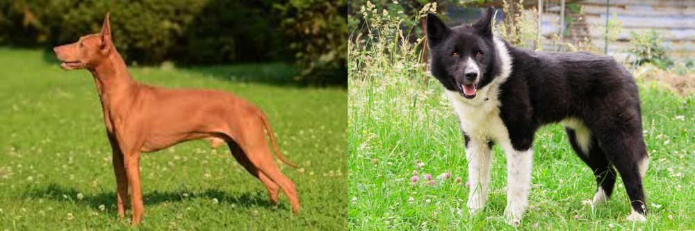 Karelian Bear Dog vs Cirneco dell'Etna - Breed Comparison