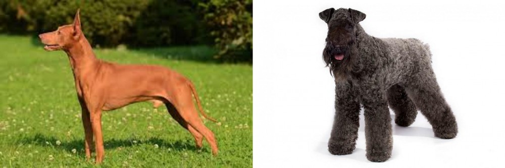 Kerry Blue Terrier vs Cirneco dell'Etna - Breed Comparison