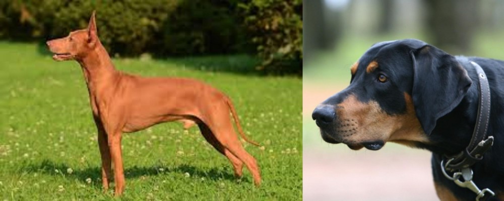 Lithuanian Hound vs Cirneco dell'Etna - Breed Comparison