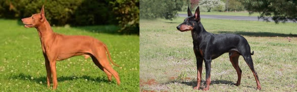 Manchester Terrier vs Cirneco dell'Etna - Breed Comparison
