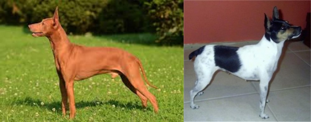Miniature Fox Terrier vs Cirneco dell'Etna - Breed Comparison