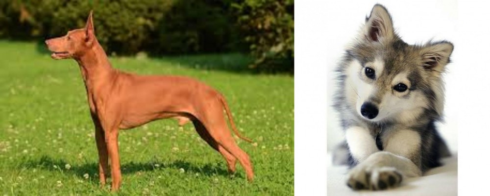 Miniature Siberian Husky vs Cirneco dell'Etna - Breed Comparison