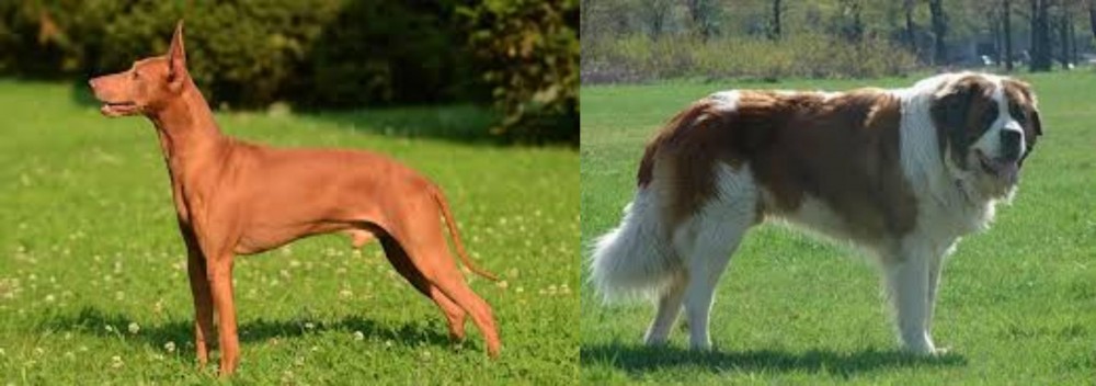 Moscow Watchdog vs Cirneco dell'Etna - Breed Comparison