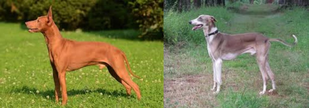 Mudhol Hound vs Cirneco dell'Etna - Breed Comparison