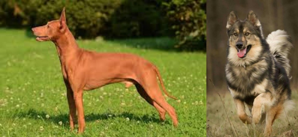 Native American Indian Dog vs Cirneco dell'Etna - Breed Comparison