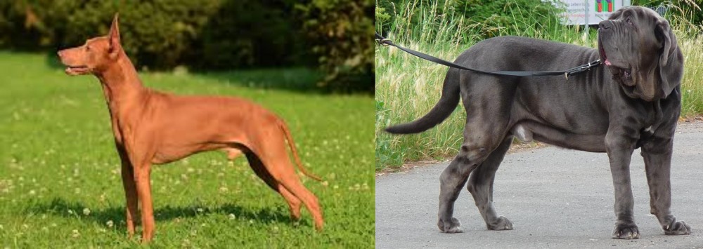 Neapolitan Mastiff vs Cirneco dell'Etna - Breed Comparison