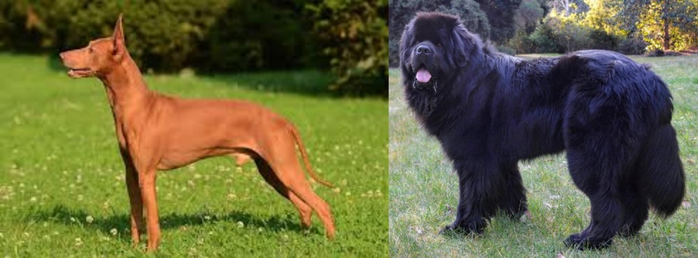 Newfoundland Dog vs Cirneco dell'Etna - Breed Comparison