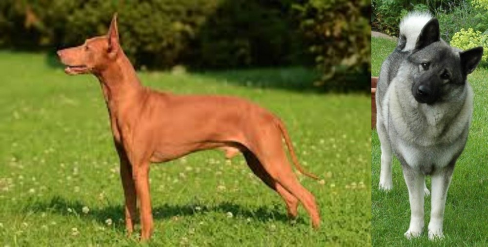 Norwegian Elkhound vs Cirneco dell'Etna - Breed Comparison