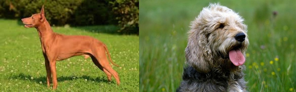 Otterhound vs Cirneco dell'Etna - Breed Comparison