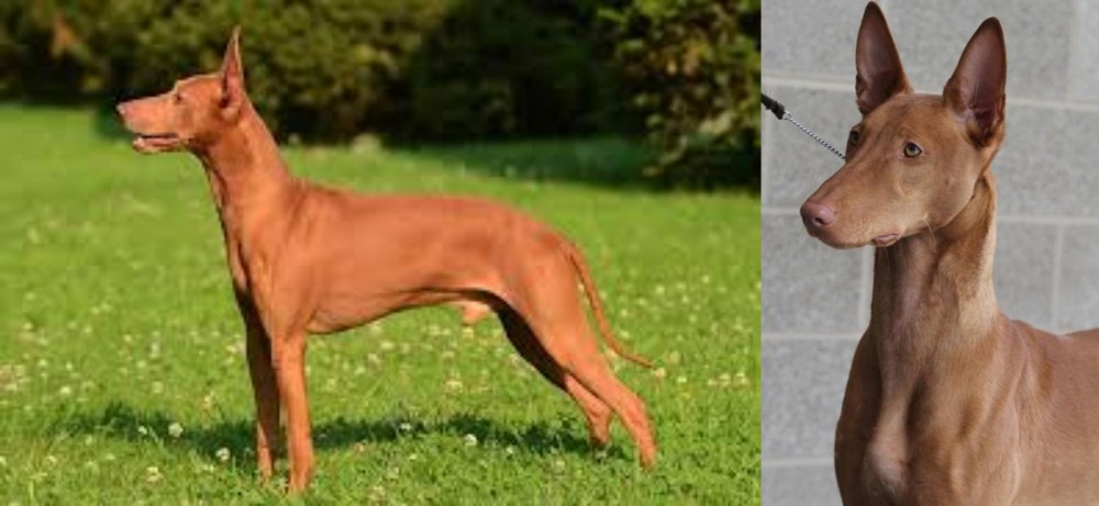 Pharaoh Hound vs Cirneco dell'Etna - Breed Comparison