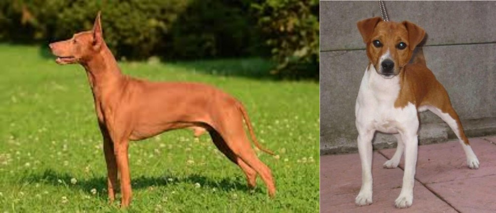 Plummer Terrier vs Cirneco dell'Etna - Breed Comparison