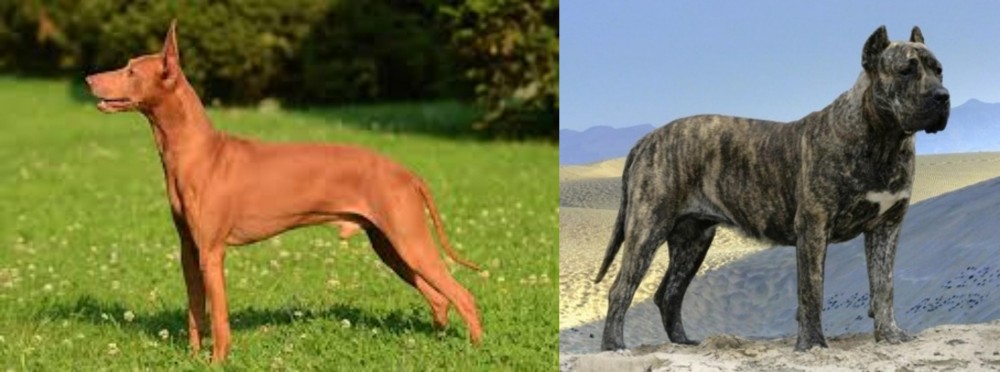 Presa Canario vs Cirneco dell'Etna - Breed Comparison