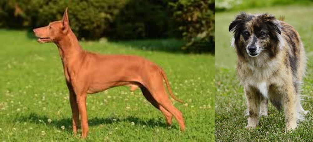 Pyrenean Shepherd vs Cirneco dell'Etna - Breed Comparison
