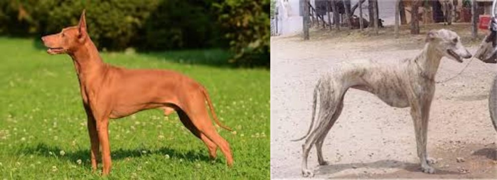 Rampur Greyhound vs Cirneco dell'Etna - Breed Comparison
