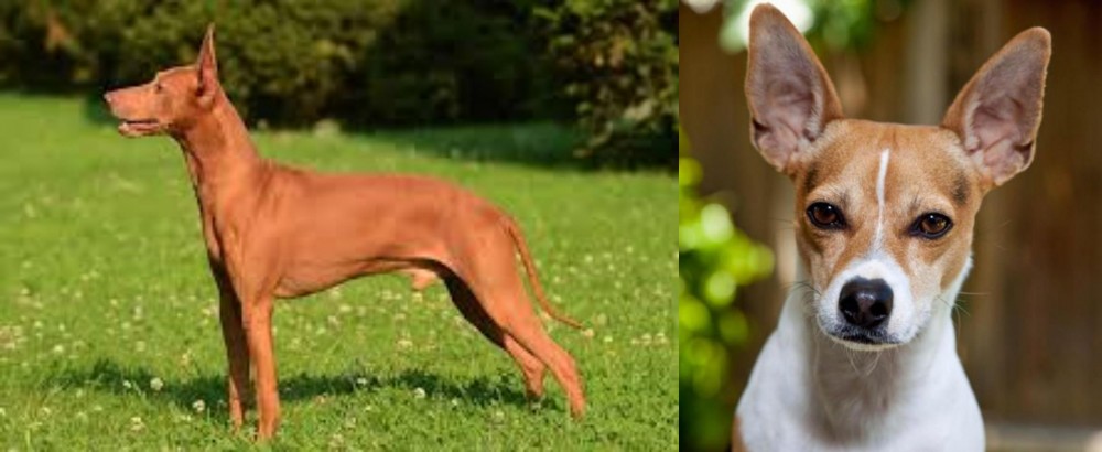 Rat Terrier vs Cirneco dell'Etna - Breed Comparison