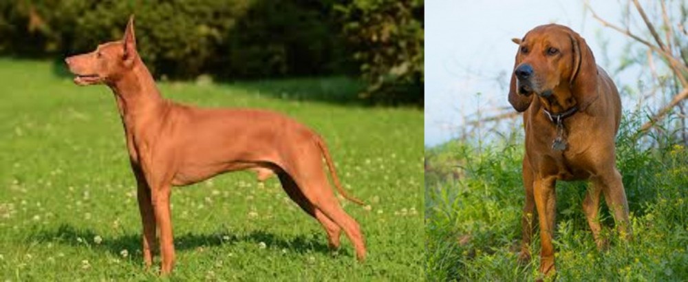 Redbone Coonhound vs Cirneco dell'Etna - Breed Comparison